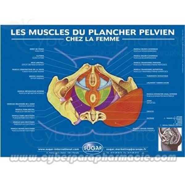 Poster pelvic floor POSTER