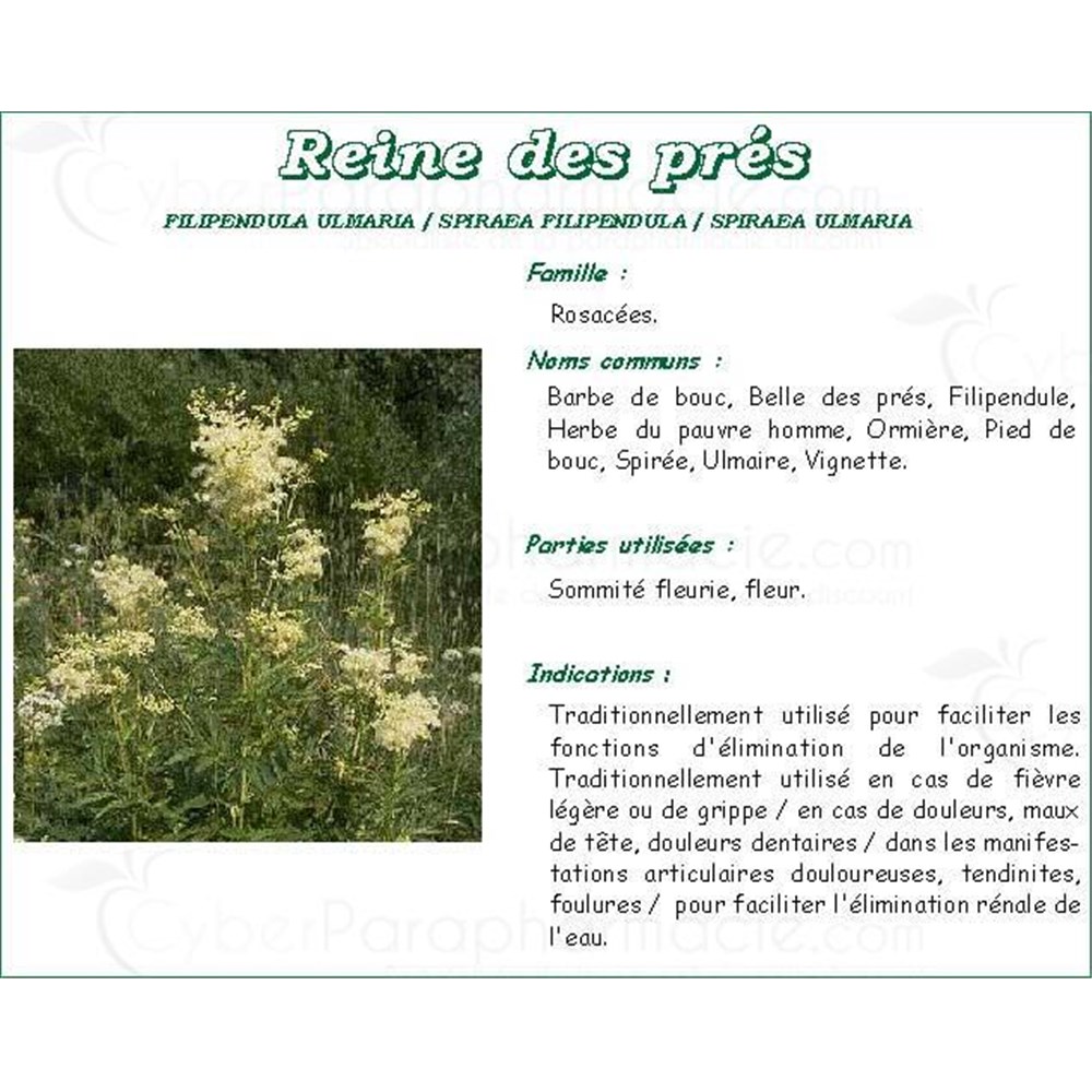 Reine Des Pres Fleur Tisane Mediflor Fleur De Reine Des Pres Vrac Bt 100 G N 4
