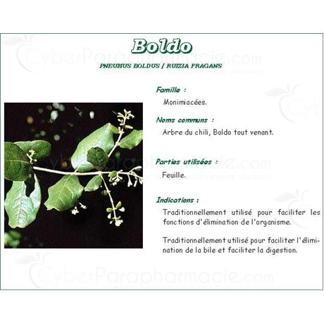 BOLDO IPHYM, Boldo Leaf, bulk. - 100 g bag