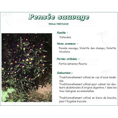 WILD PANSY PLANT IPHYM, Wild pansy plant, bulk. cut - 100 g bag