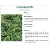 Lady&#39;s Mantle PHARMA PLANT Alchemilla vulgaris, bulk. cut - 250 g bag