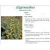AIGREMOINE VITAFLOR, Sommité fleurie d'aigremoine, vrac. - bt 100 g