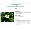 AUBÉPINE FLEUR FEUILLE VITAFLOR, fleur et feuille d'aubépine. vrac - bt 50 g