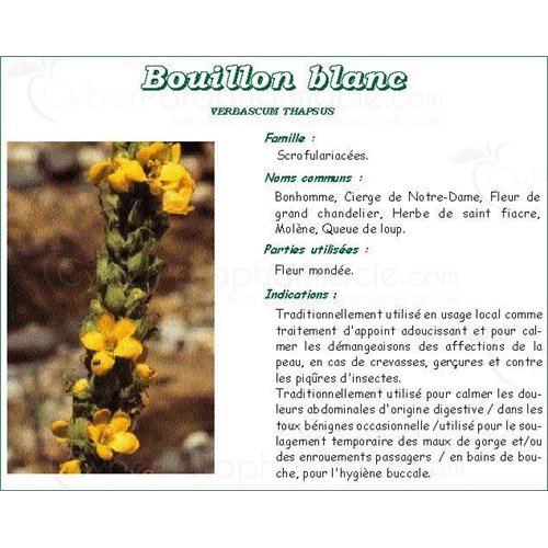 BOUILLON BLANC VITAFLOR, Fleur de bouillon blanc, vrac. - bt 40 g