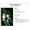 EUCALYPTUS PHARMA PLANTES, Feuille d'eucalyptus, vrac. entière - sac 250 g