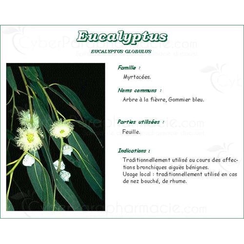 EUCALYPTUS PHARMA PLANTES, Feuille d'eucalyptus, vrac. entière - sac 250 g