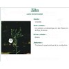 GRAINE DE LIN CULTIVÉ PHARMA PLANTES, Semence de lin cultivé, vrac. entière - sac 1 kg