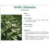 ORTIE BLANCHE PLANTE IPHYM, Ortie blanche plante, vrac. coupée - sac 250 g